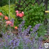 Nepeta x faassenii 'Junior Walker' - Faasseni naistenõges 'Junior Walker' P9/0,55L
